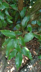 Quercus stenophylloides