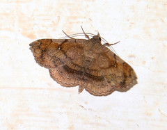 Azeta rhodogaster
