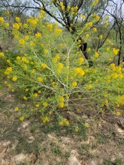 Cleomella angustifolia