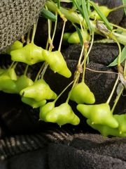 Cleomella angustifolia