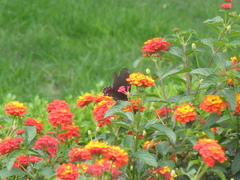 Mimoides thymbraeus aconophos