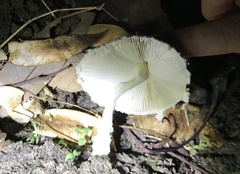 Amanita virgineoides