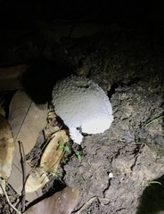 Amanita virgineoides