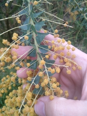 Acacia cultriformis