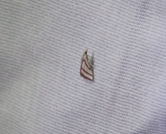 Microtheoris vibicalis