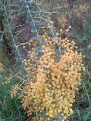 Acacia cultriformis