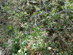 Sageretia wrightii