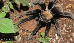 Brachypelma