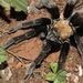 Mexican Rose Gray Tarantula - Photo (c) Antonio Robles, some rights reserved (CC BY-NC-SA), uploaded by Antonio Robles
