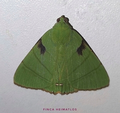 Eulepidotis ilirias