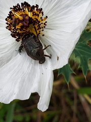 Euphoria sepulcralis