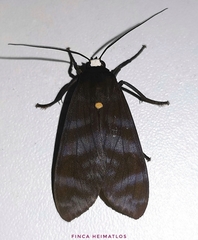 Pachydota