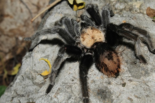 Mexican Rose-gray Tarantula