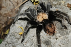 Brachypelma