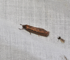 Micropeteina dryinodes