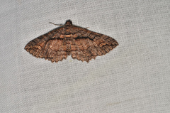 Chrysolarentia plagiocausta