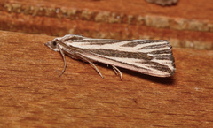 Rhynchopsota delogramma