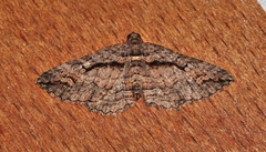 Chrysolarentia plagiocausta