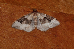 Epyaxa subidaria
