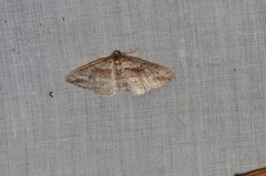 Aponotoreas