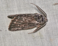 Cerura melanoglypta