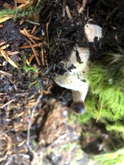 Hypomyces boletiphagus