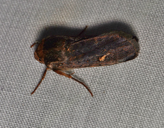 Proteuxoa bistrigula