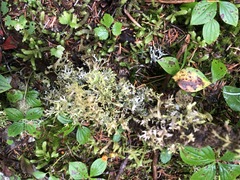 Tuckermanopsis subalpina