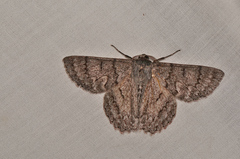 Crypsiphona tasmanica