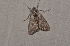 Cerura melanoglypta