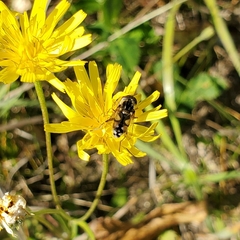 Parhelophilus rex