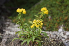 Solidago spithamaea