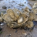 Eastern Oyster - Photo (c) Jessica Utrup, some rights reserved (CC BY-NC), uploaded by Jessica Utrup