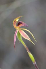 Caladenia tessellata