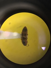 Aeolus mellillus