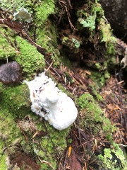 Hypomyces boletiphagus