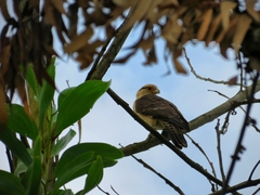 Daptrius chimachima cordatus
