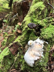 Hypomyces boletiphagus