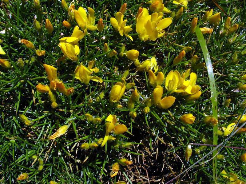 Echinospartum