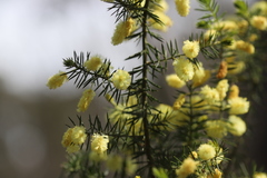 Acacia verticillata verticillata