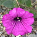 Petunias - Photo (c) pumakit, some rights reserved (CC BY-NC), uploaded by pumakit