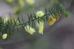 Acacia verticillata verticillata