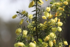 Acacia verticillata verticillata