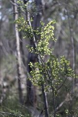 Acacia verticillata verticillata