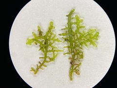 Riccardia chamedryfolia