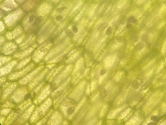 Riccardia chamedryfolia