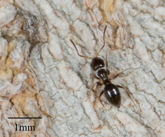Brachymyrmex patagonicus
