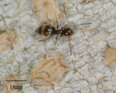 Brachymyrmex patagonicus