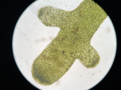 Riccardia chamedryfolia