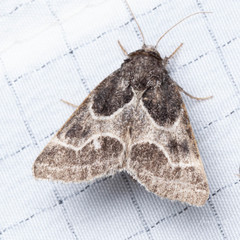 Schinia rivulosa